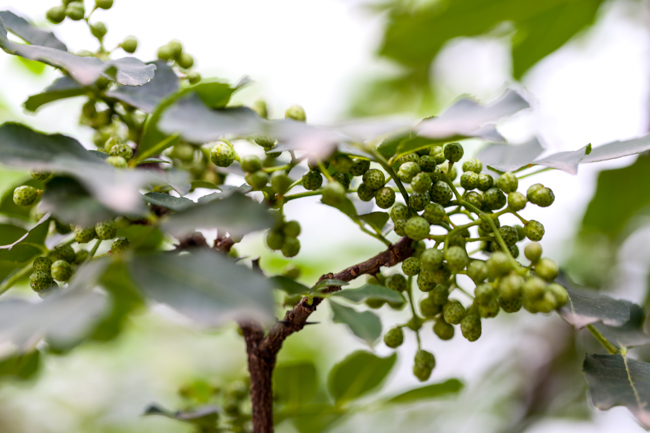 Fresh green Szechuan peppercorn