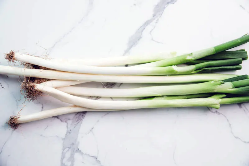 Chinese large scallion|chinasichuanfood.com