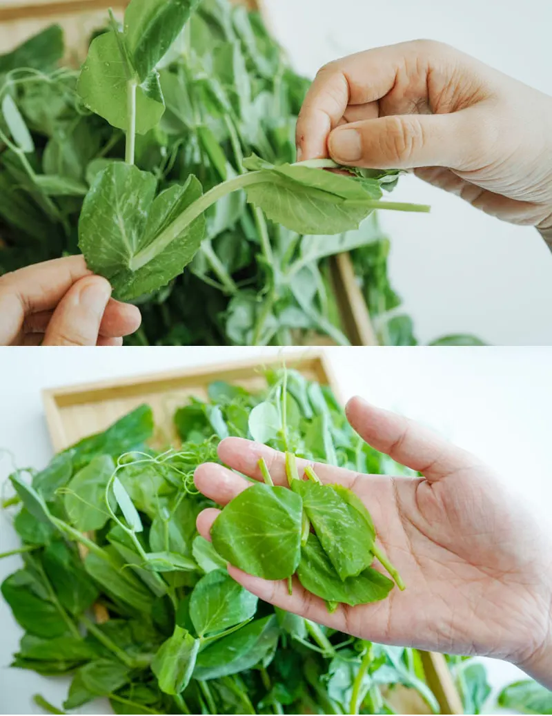 snow pea leaf|chinasichuanfood.com